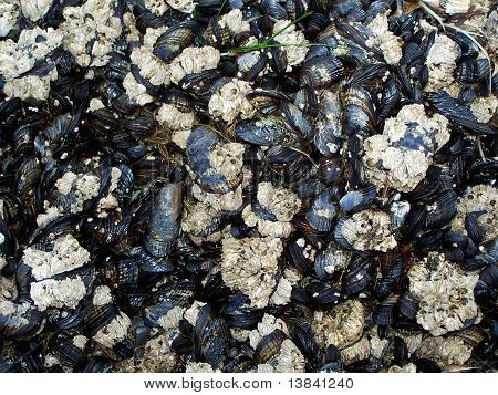 Millones de mejillones