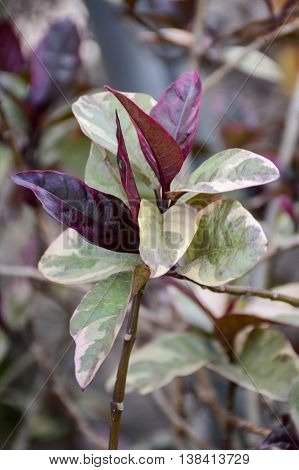 close up Pseuderanthemum atropurpureum plants in nature garden