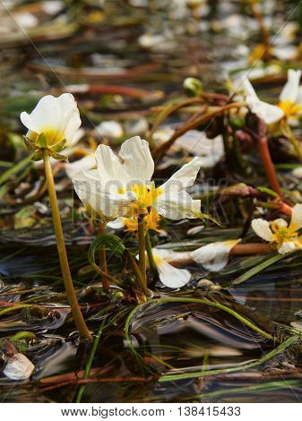 Close up view to stream with blossoms of huge water flower. Stream of clear water is swinging with blooming plants. Sunny summer morning at river.