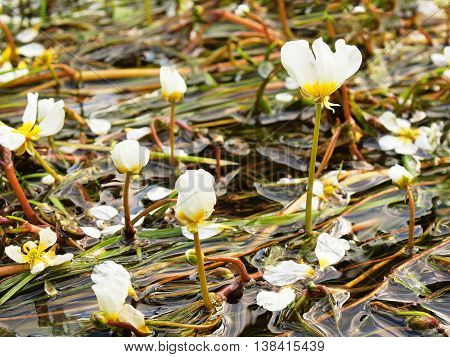 Close up view to stream with blossoms of huge water flower. Stream of clear water is swinging with blooming plants. Sunny summer morning at river.