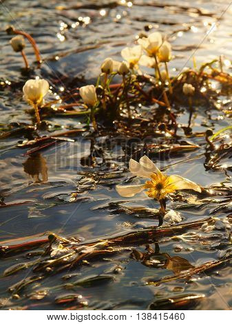 Close up view to stream with blossoms of huge water flower. Stream of clear water is swinging with blooming plants. Sunny summer morning at river.