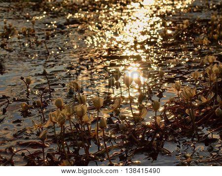 Close up view to stream with blossoms of huge water flower. Stream of clear water is swinging with blooming plants. Sunny summer morning at river.