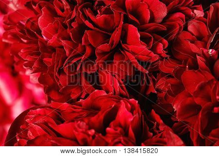 A macro close-up of a red pionies in bloom