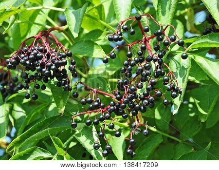 Some Ripe Elderberry On Branch