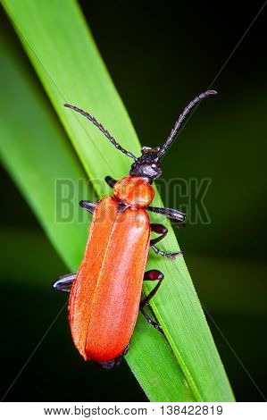 Lily leaf beetle (Lilioceris lilii) on a green leaf.