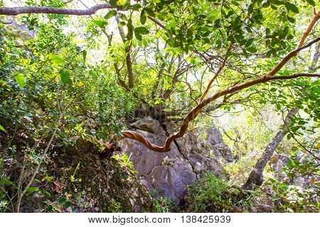 twisted strawberry tree - Arbutus andrachne - grows on the hillside in the north of Israel