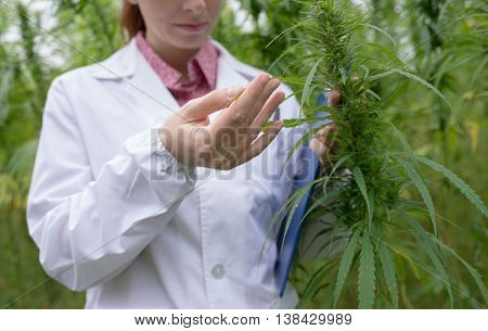 Doctor Checking Cannabis Flowers