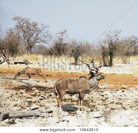 Antilope Gnu