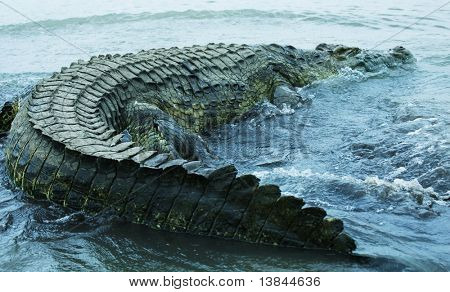Krokodil