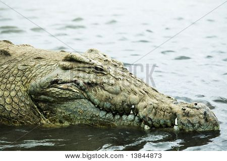 Krokodil