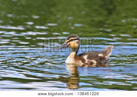 Small ducks on a pond. Fledglings mallards.(Anas platyrhynchos)