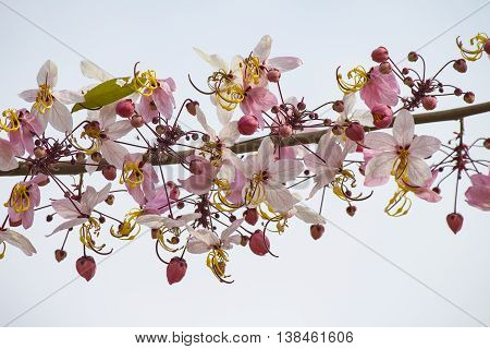 pink and white shower tree flower or horse cassia