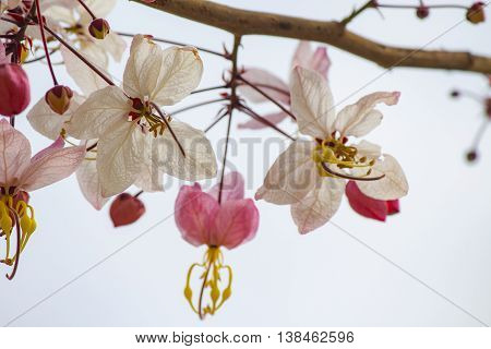 pink and white shower tree flower or horse cassia close-up