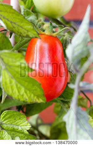 Elongated Red Carnica Tomato Hanging On Vine Closeup