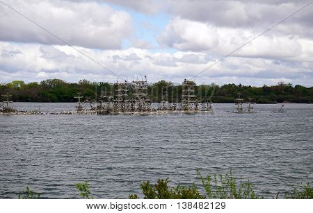 Double-crested cormorants (Phalacrocorax auritus) and great egrets (Ardea alba) nest together on nesting platforms on an island in the Lake Renwick Heron Rookery Nature Preserve in Plainfield, Illinois.