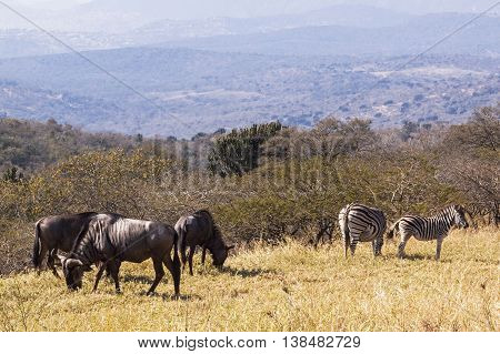 Wildebeest And Zebra On  Hillside Overlooking Hills And Valleys