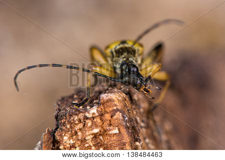Spotted longhorn beetle (Rutpela maculata) preening. Yellow and black insect in the family Cerambycidae notable for extremely long antennae