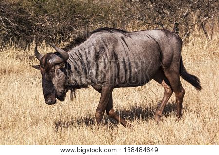 Wildebeest On Winter Grass And Bush Landscape