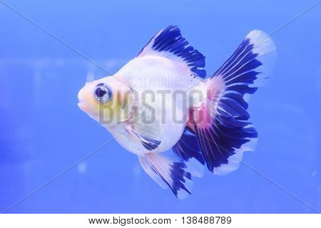 Goldfish Isolated In The Cabinet