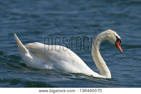 Swans On Big Sea Milada Near Usti Nad Labem City