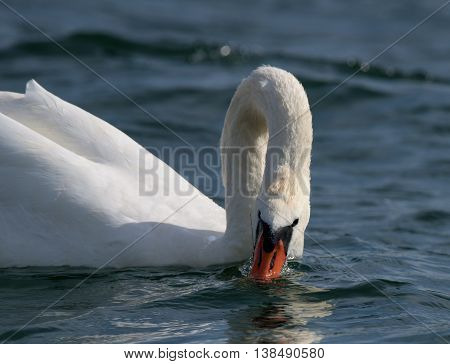 Swans On Big Sea Milada Near Usti Nad Labem City