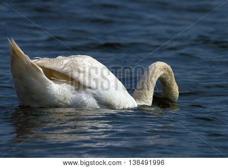 Swans On Big Sea Milada Near Usti Nad Labem City