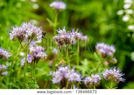 Closeup of a blossoming Purple tansy or Phacelia tanacetifolia plant in an ecologic field edge in the Netherlands. A hairy bumblebee is sucking sweet nectar from one of the flowers.