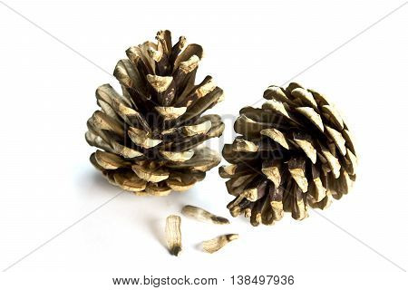 Fir Pine cones on a white background
