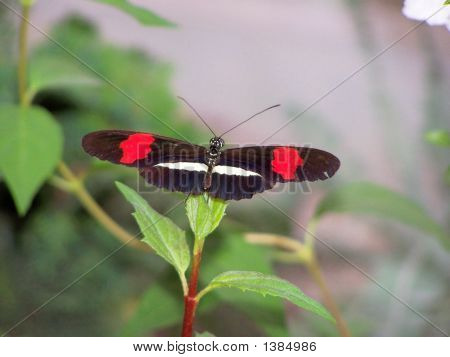 Motyl
