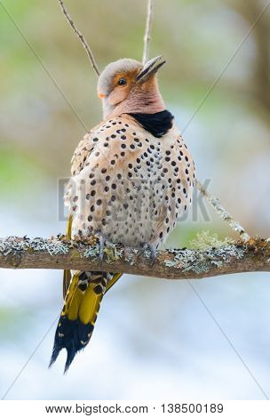 Happy North American Yellow Shafted Flicker - Colaptes auratus -  on a nearby tree branch and surveys his surroundings in early spring.   Begins to sing in the sunshine.