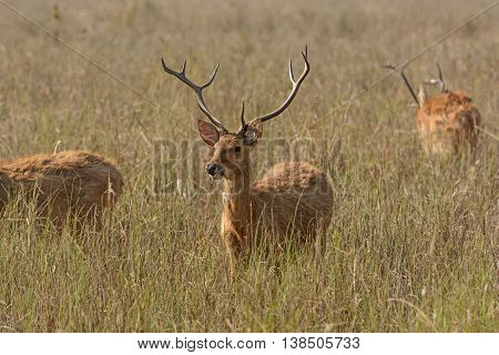 Spotted Deer in the Grasslands on Kanha National Park in India