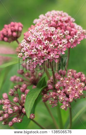Blooming flowering milkweed (asclepias) portrait closeup in garden