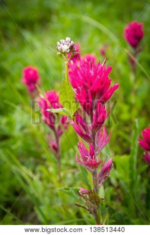 Indian Paintbrush at Paradise, Mt Rainier National Park, Washington