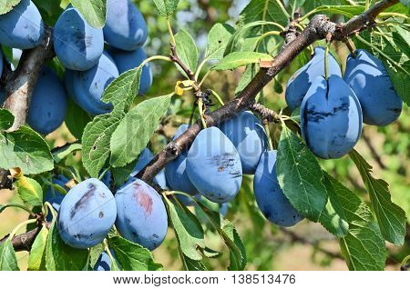 Plum orchard. Fruit growing in Serbia, Europe