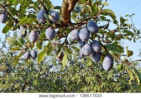 Plum orchard. Fruit growing in Serbia, Europe
