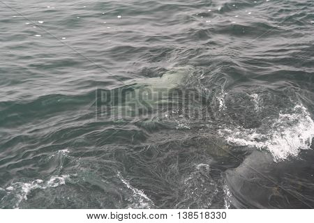 Up close view of the water in Monterey Bay with a harbor seal swimming just below the surface barely visible