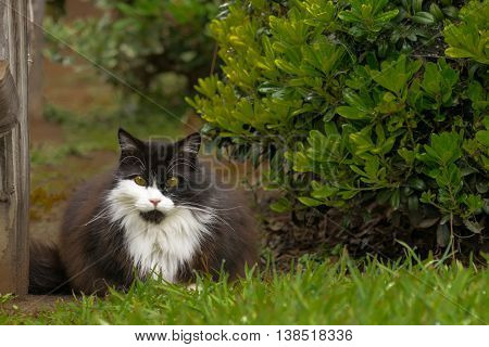 Black and white Siberian cat looking straight