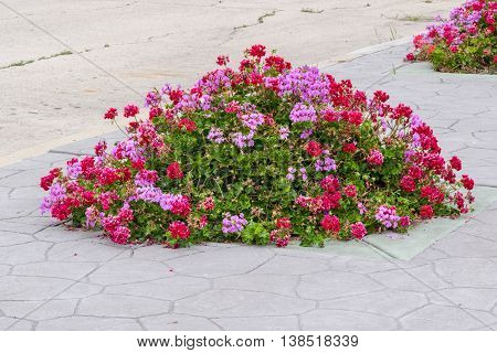 geranium flowers on the flowerbed in the street pavement background