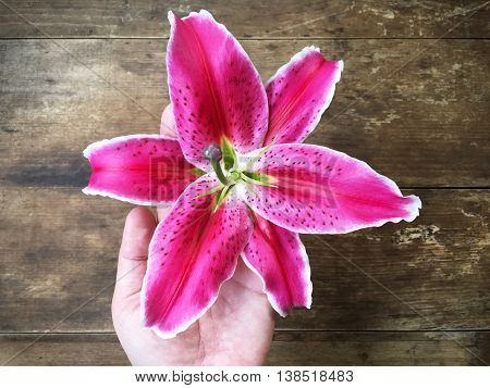 woman hand holding pink liliy flower on wooden background
