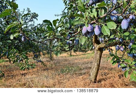 Plum orchard. Fruit growing in Serbia, Europe