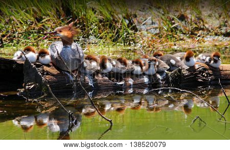 A Mother Merganser Duck with fourteen Baby Ducklings