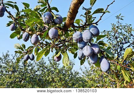 Plum orchard. Fruit growing in Serbia, Europe