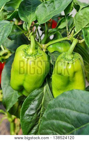 Growing peppers in greenhouse. Small - family business