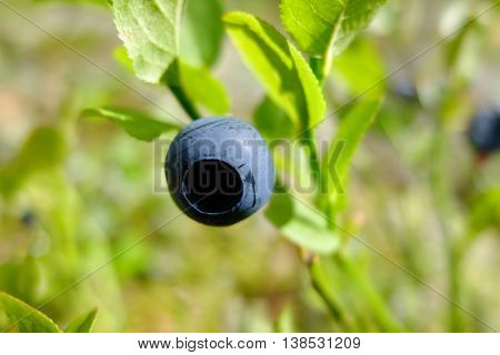 Blueberry drug on a branch in the forest. Wild edible berries. Blueberries to improve vision. Vitamins in natural form in nature. Picking berries in the summer. In medicine uses berries and leaves.