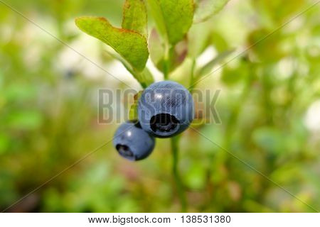 Blueberries drug  in the forest. Wild edible berries. Blueberry to improve vision. Vitamins in natural form in nature. Picking berries in the summer. In medicine uses the berries and leaves.
