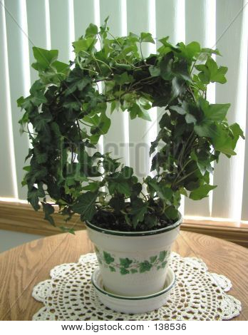 Ivy Topiary
