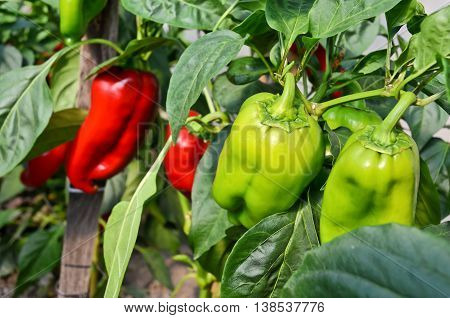 Growing peppers in greenhouse. Small - family business