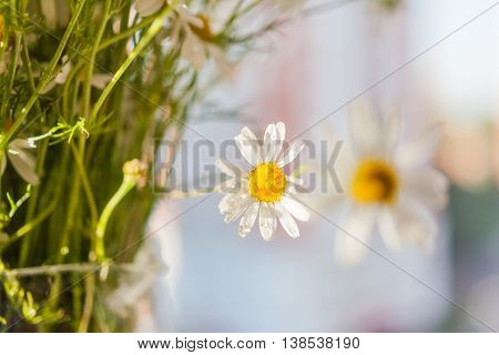 Bouquet of camomila flowers at sunlight. Cozy summer morning at home.