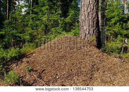 Big anthill in the forest. Woods ants builders. Colony red ants. Wildlife industrious insects.