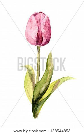 Vilolet tulip isolated flower. Watercolor botanical illustration